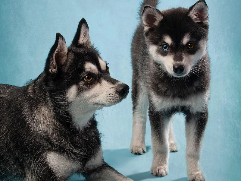 Kurscha Alaskan Klee Kai