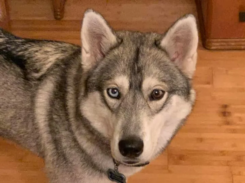 Kurtz K9 photo 1