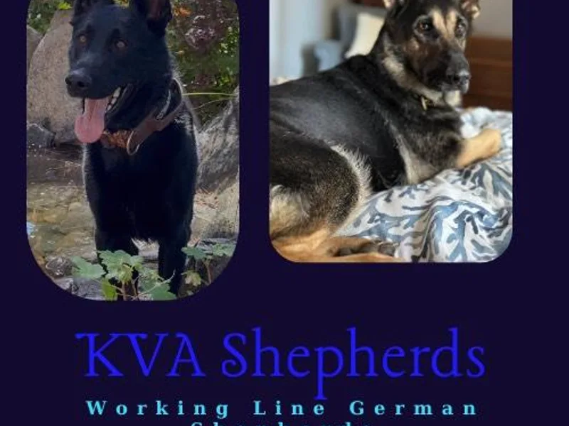 KVA Shepherds