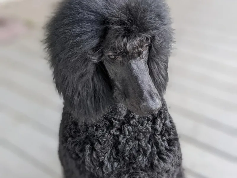 Kvali Standard Poodles