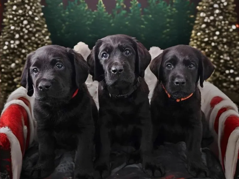 KVF Labradors