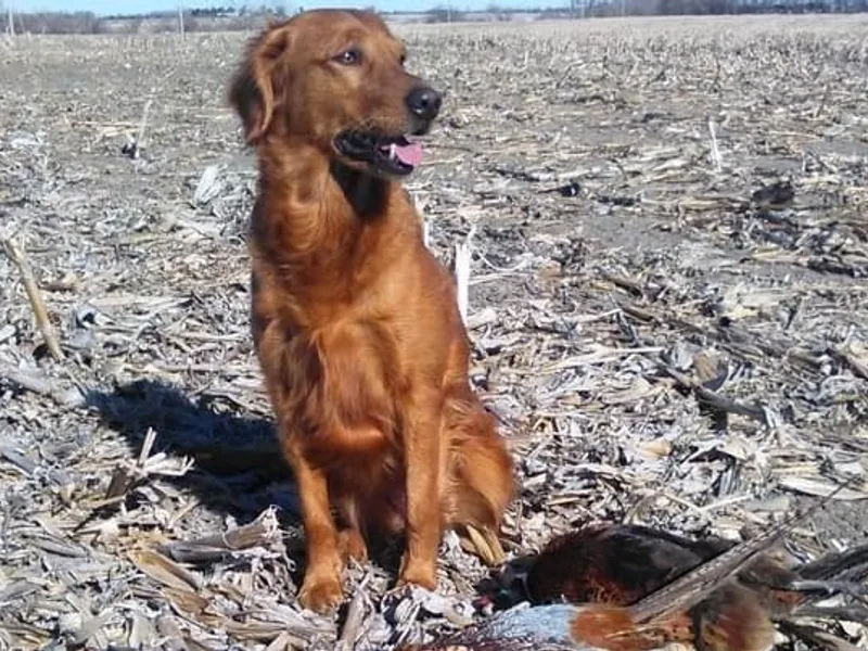 KW Golden Retrievers