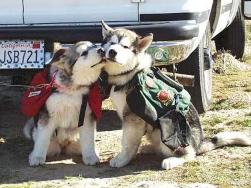 Kwest Malamutes and Jindos