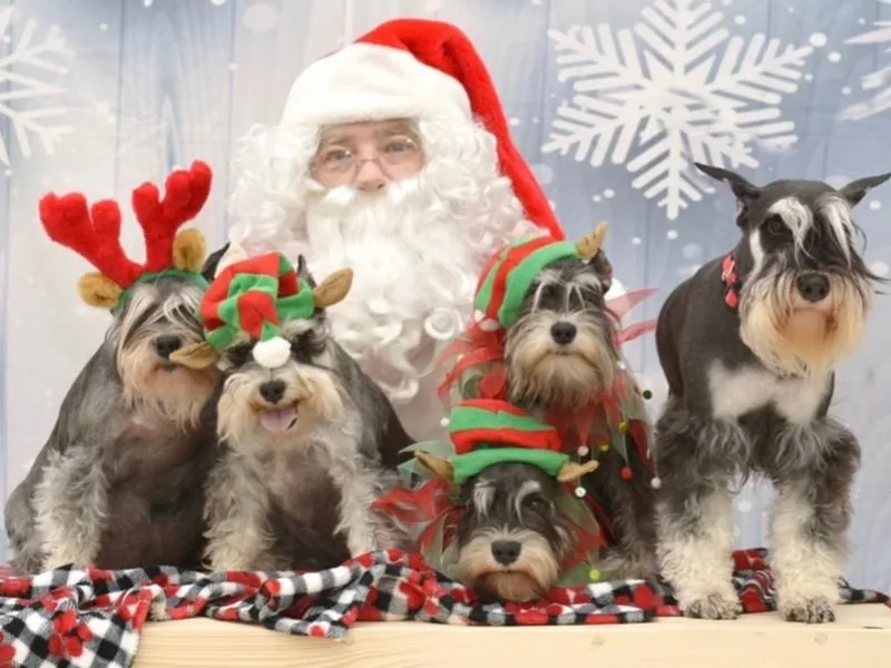 KwiL’s Miniature Schnauzers