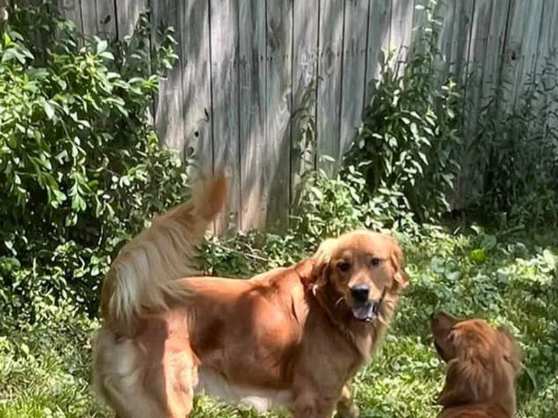 KY Doodle Bears LLC photo 1