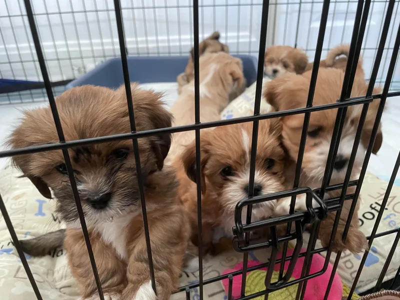 Ky Ritz Lhasa’s.  formerly (Karen‘a Lhasa Apsos)