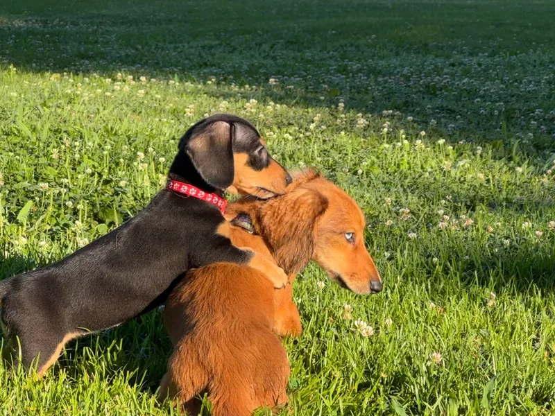 Ky’s Dachshunds
