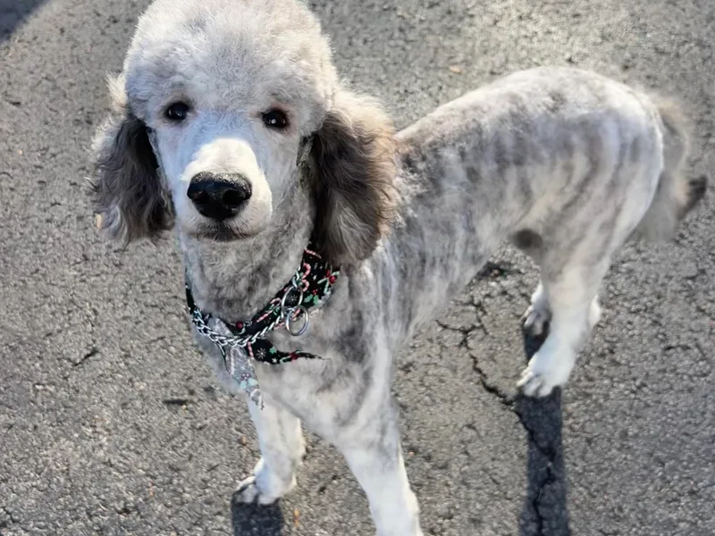 Kyler’s Poodle Playhouse