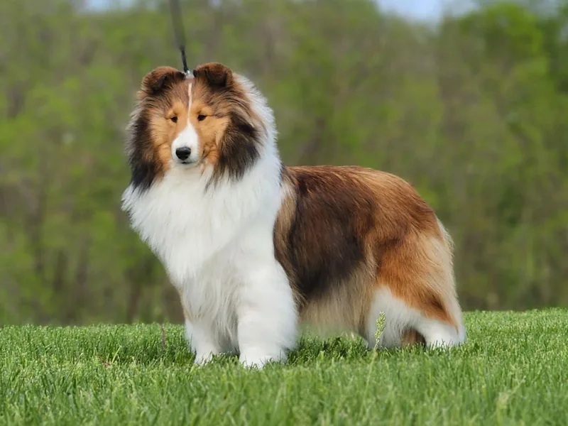 Kyntara Shelties