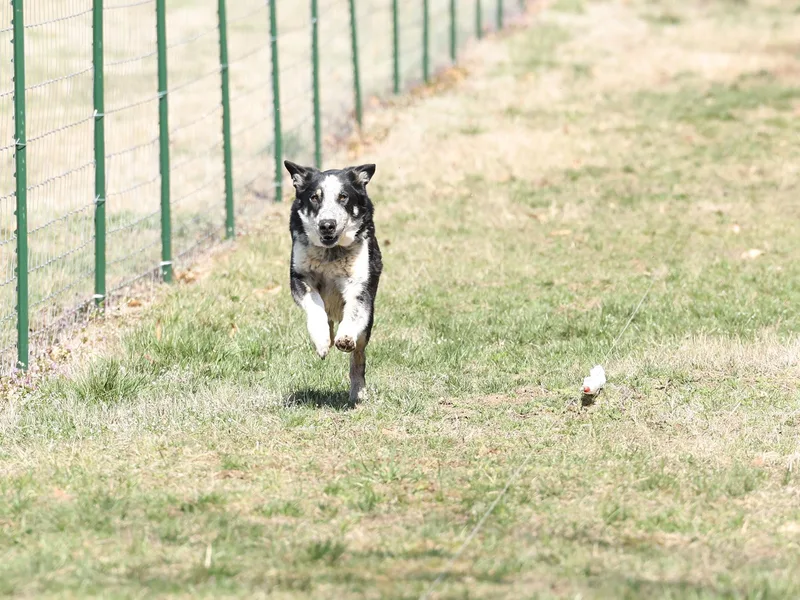 Kyon Kennel LLC