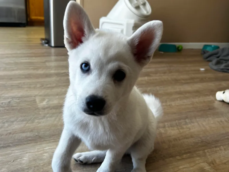 Kyrie's Alaskan Klee Kai