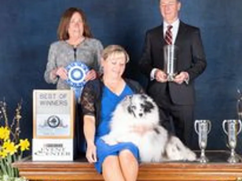 Kyrie Shetland Sheepdogs