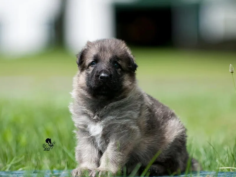 Kysarah German Shepherds