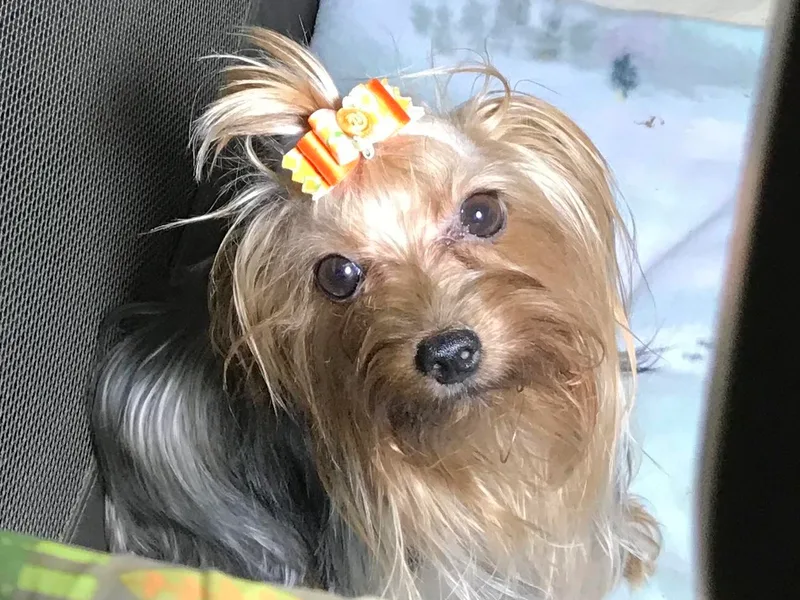 L’amore MnM Mini’s Yorkshire &amp; Biewer Terriers