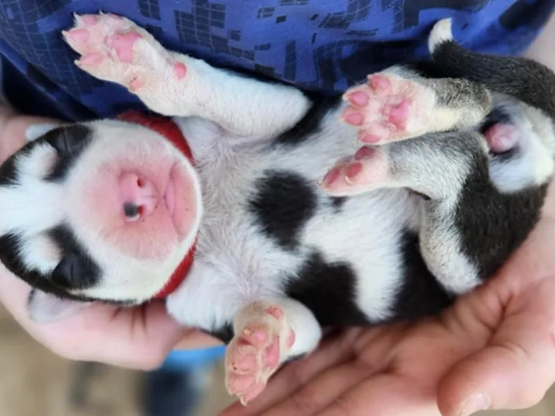 L &amp; A Animal House Siberian Huskies
