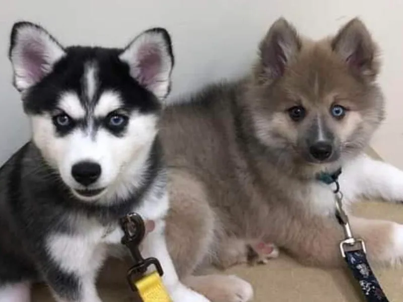 L&amp;B Pomsky’s photo 1