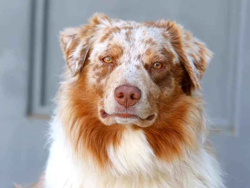 L and D Australian Shepherds