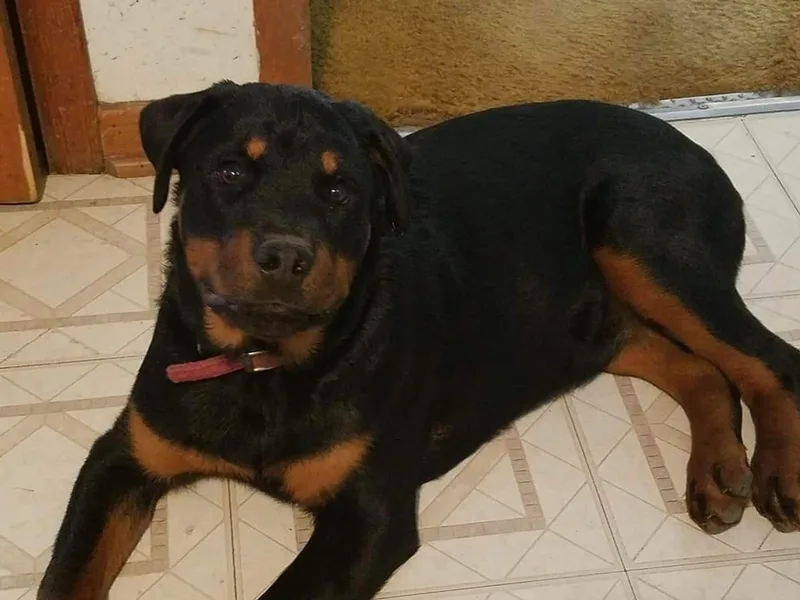 L and L Rottweilers