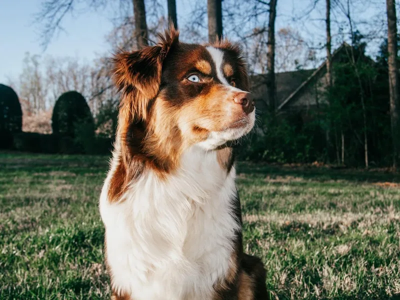 L’ Aussies of the Carolinas