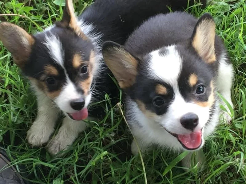 L Bar S Corgis
