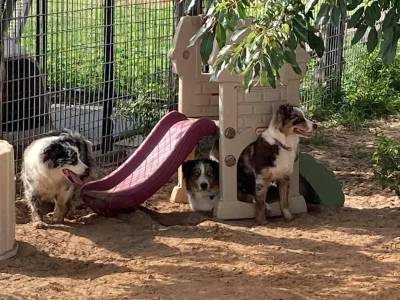 L Bar W Aussie Ranch