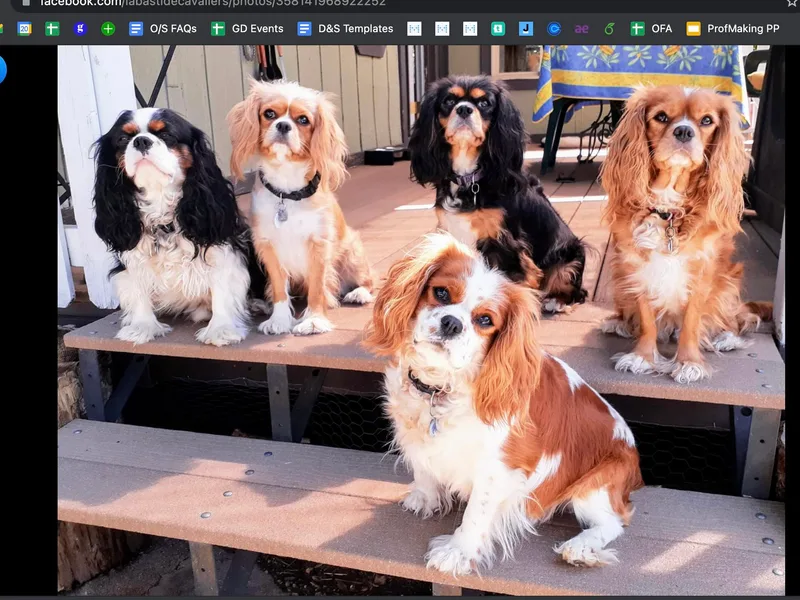 La Bastide Cavaliers photo 1