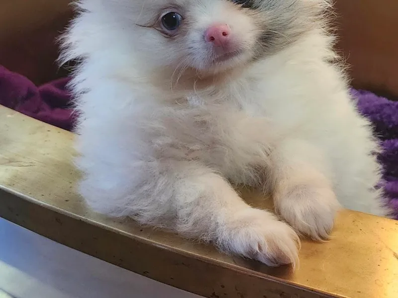 La Belle Pomeranians