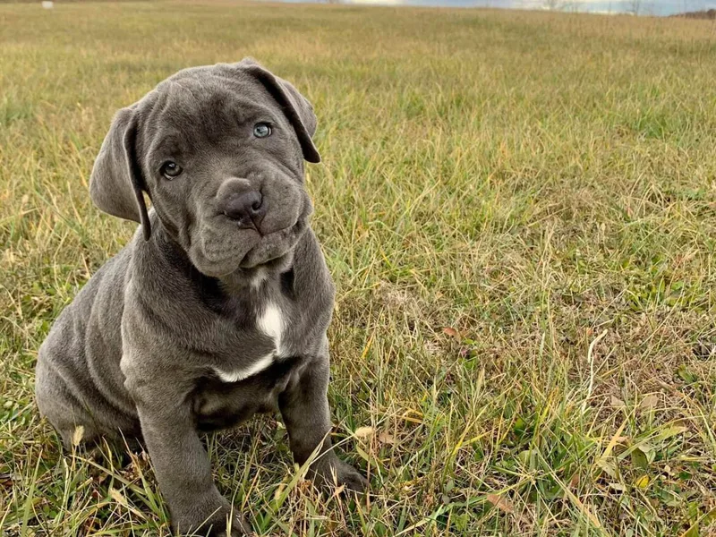 La Cosa Nostra Cane Corso, LLC