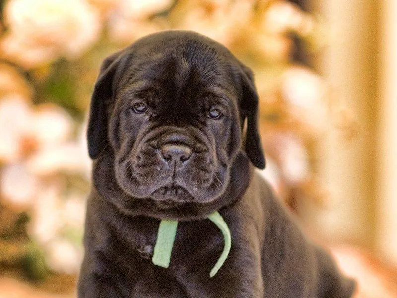 La Faccia Cane Corso