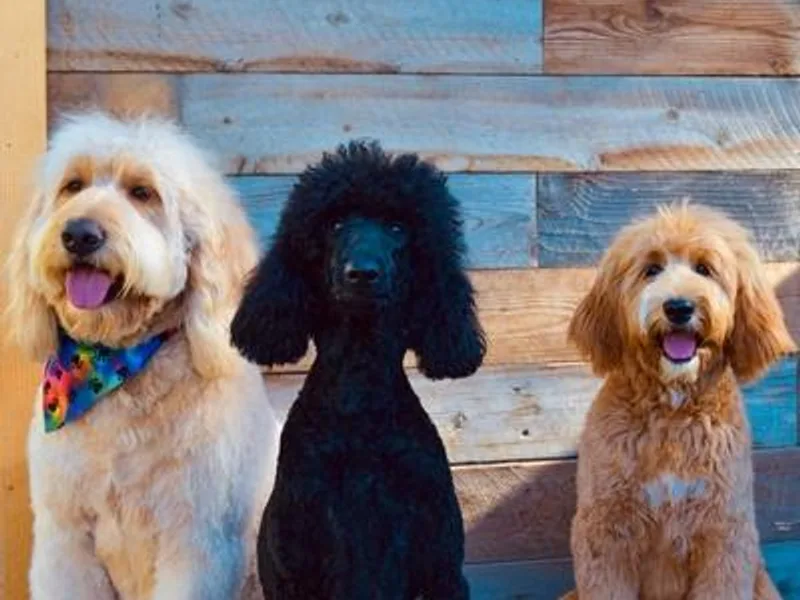 La Familia Doodle