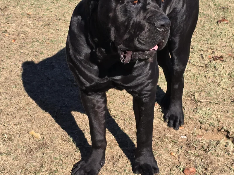 La Muerte Corso Kennel