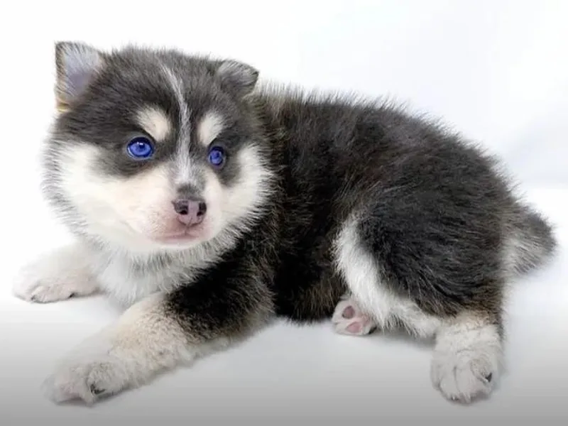 La Petite Pomsky photo 1