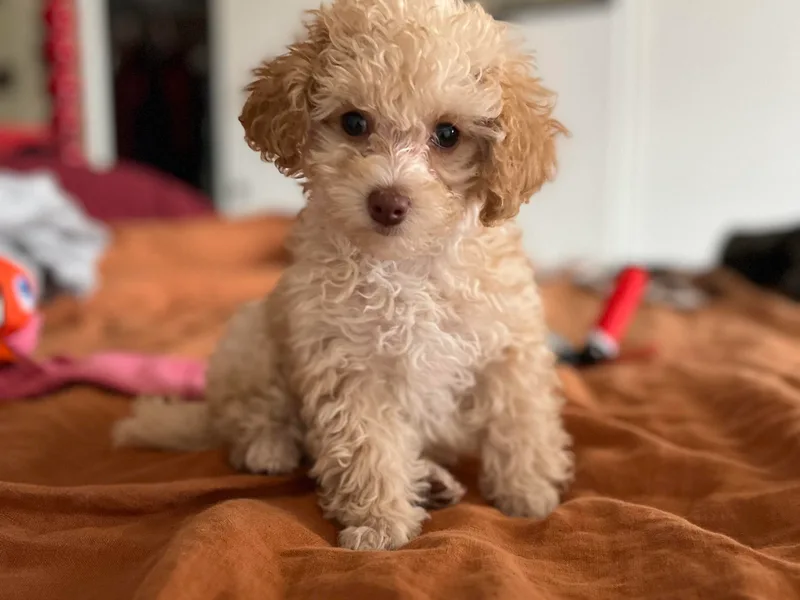 La Petite poodle photo 1