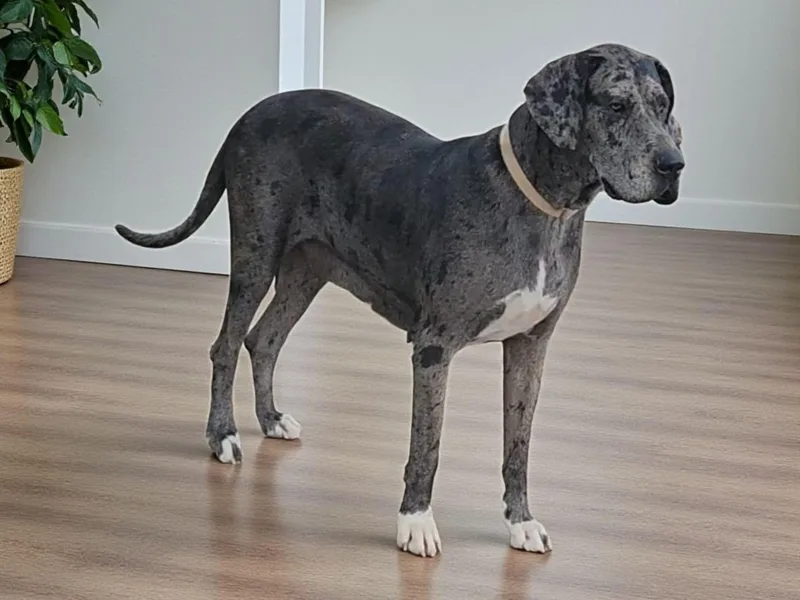 La Rebel Danes