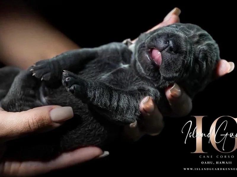 La Sentinella Cane Corso