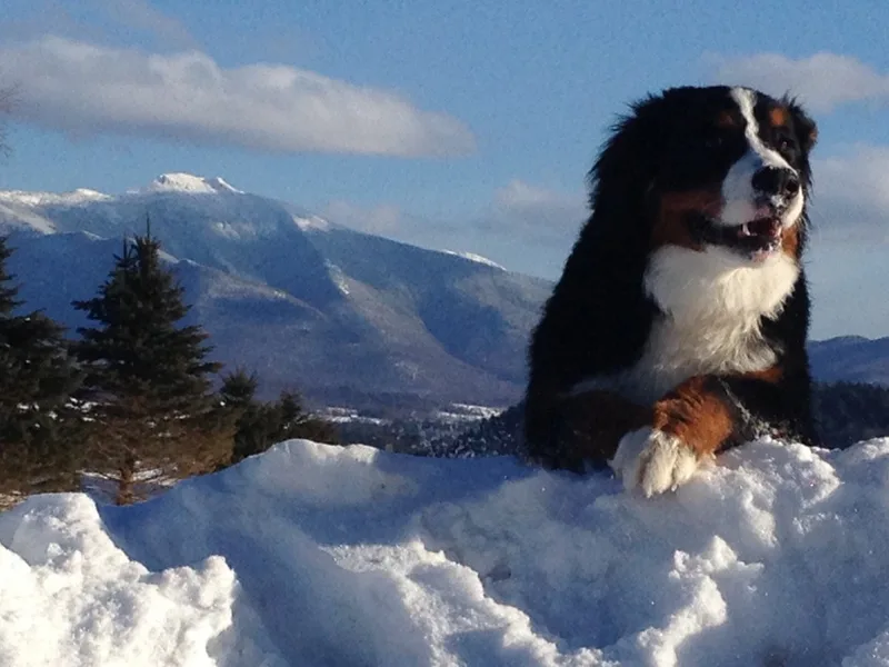 La Vita Bella Vermont