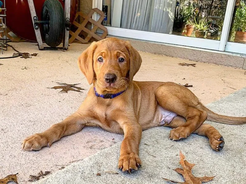 Lab in the Sack Labradors