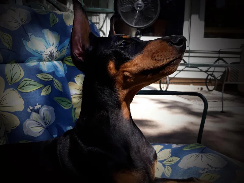 LaBella Dobermans