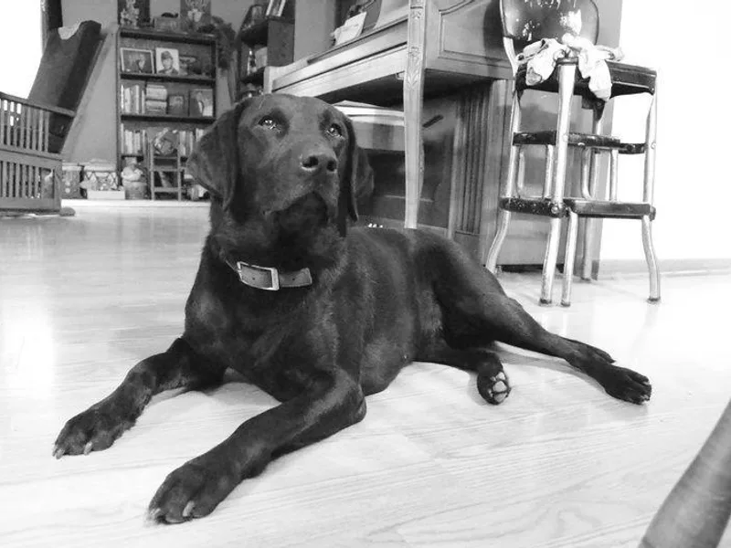 LaBelle Labradors photo 1