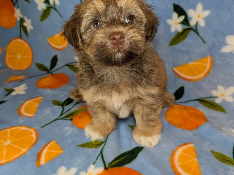 LaBeouf Havanese’s