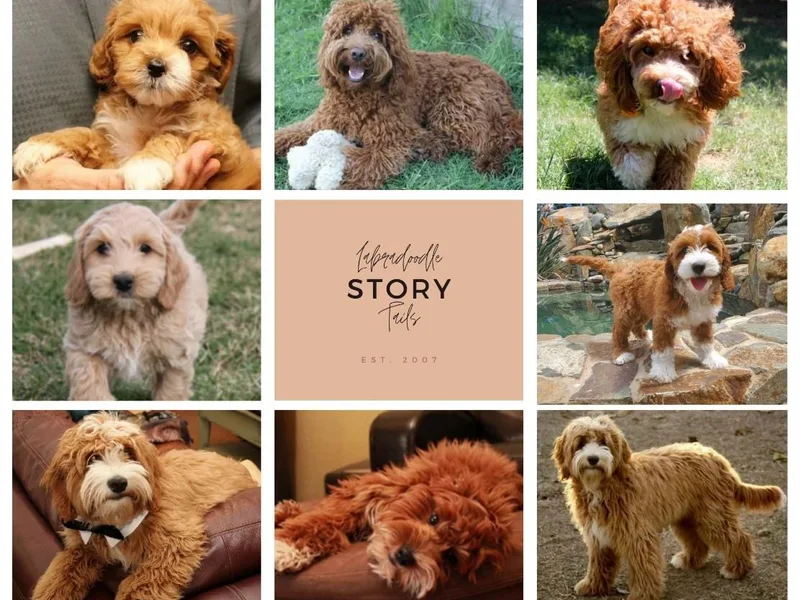 Labradoodle Story Tails