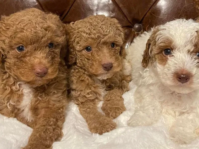 Labradoodlebabies