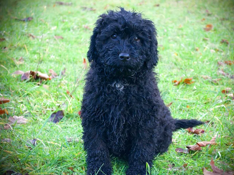 Labradoodledoo photo 1