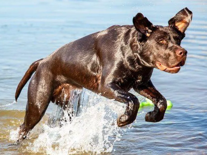 Labrador emPAWrium photo 1