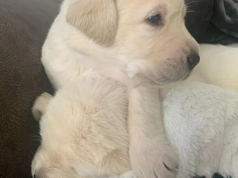 Labrador4Life GoldenRetrievers4Life