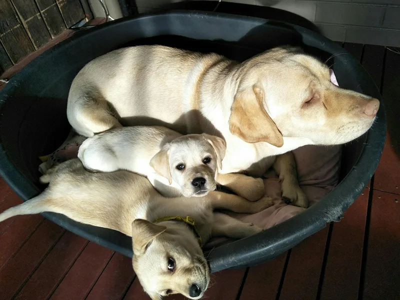 Labradorables photo 1