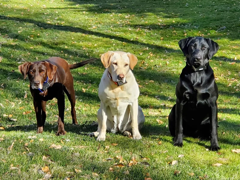 Labs of Cottonhollow