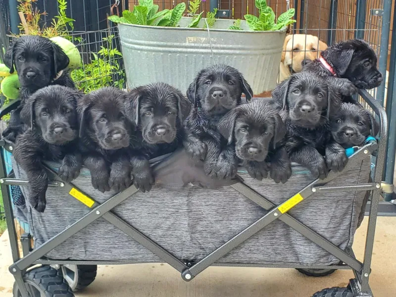Labs4Ever Labradors photo 1