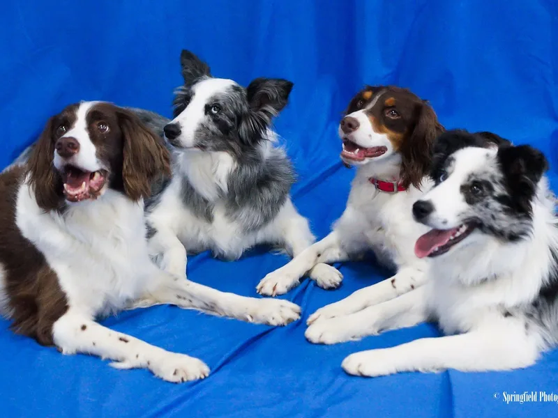 Labyrinth Brittanys Ohio