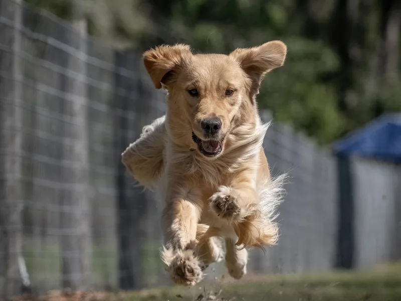 Lace's High Flying German Shepherds And Golden Retrievers